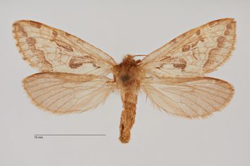 Vorschaubild Phymatopus hecta ab. inversa Bytinski-Salz, 1939